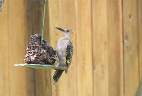 Bird Woodpecker