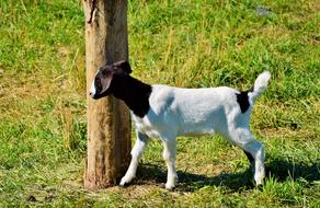 black and white goat in the meadow