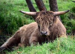 scottish highland beef is resting on green grass