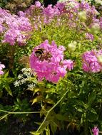 Bee Summer Flowers