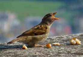 Young Hungry Sparrow