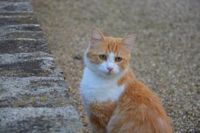 domestick Red White Cat