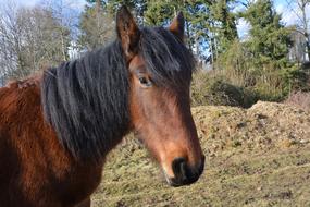 Brown Equine Horse