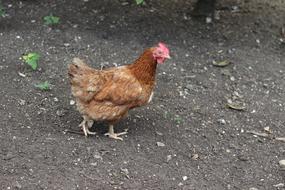 brown hen walking on the ground at the farm