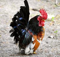 Hahn Dwarf Cock Small