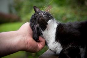 Cat Hand Crawl