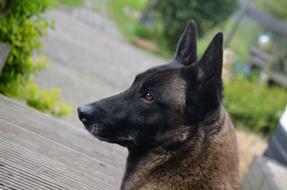 Shepherd Dog Belgian Malinois