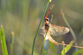 Macro view of Bug at Summer