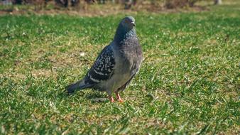 Colorful, cute and beautiful dove among the green grass
