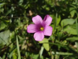 little pink flower in the grass