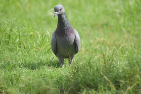 Pigeon Bird walking on grass