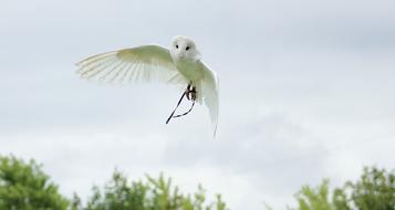 white Owl Bird Animal flying