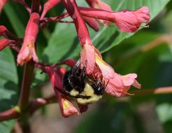 Bee Chestnut Flowers Pollinator
