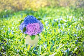 bouquet of beautiful flowers in a vase on the grass