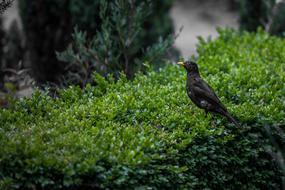 Black Bird at Nature