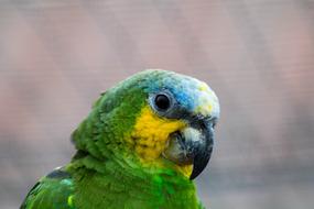 Colorful Parrot Bird closeup view