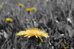 yellow flowers on a background of black grass