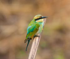 Merops Ornatus Bird Bee-Dome