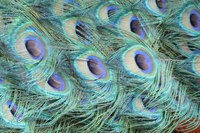 colorful Peacock Feathers Bird