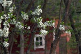 Summer Cottage Window and white tree