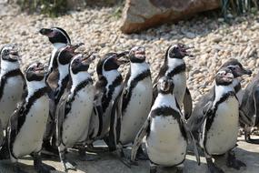 Penguin Pilsen Zoo Group