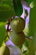 Green Walnut Autumn Crop