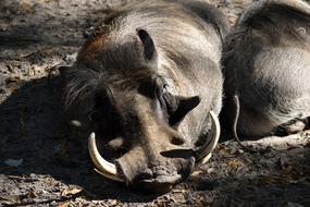 Cute and beautiful warthogs laying on the ground in Africa