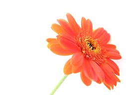 gerbera, red Flower Close Up at white background