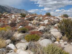 grass grown in rocks