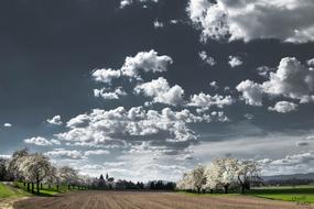 Clouds Cherry Blossoms Trees
