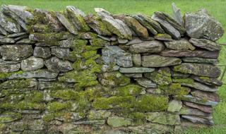 green moss on an old stone wall