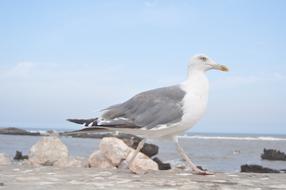 Beautiful and cute, gray and white bird on the beach with rocks