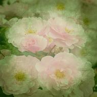 Beautiful, pink, white, yellow and green peonies in green frame