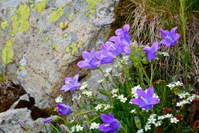 spring purple flowers in the mountains