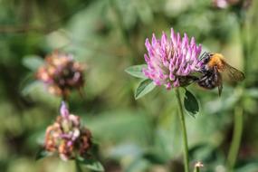 macro photo of Bumblebee Insect on Flower