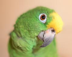 Yellow Crown Amazon Parrot Bird