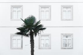 Window House tree palm