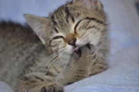 cute grey kitten cleaning face