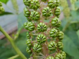 macro view of Beauty green Bloom