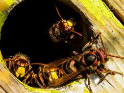 Animals Hornets Insects in nest