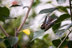 Butterfly Animal Nature Close