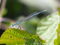 Dragonfly Insect Close Up view