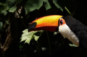 Tucan Bird Yellow