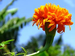 orange flower against the sky