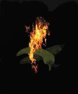 peppers on fire