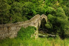 green tree bridge