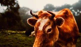 closeup view of Cow Cattle Animal
