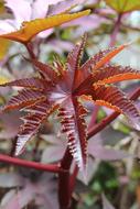 plant with red pointed leaves on a blurred background