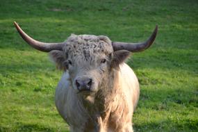 Scottish Highland Beef on Pasture