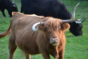 Beef Cow Cattle